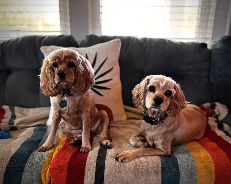 An adult medium-sized female Apricot / Beige Cocker Spaniel dog named Kali And Shiva for adoption in Danielsville, GA