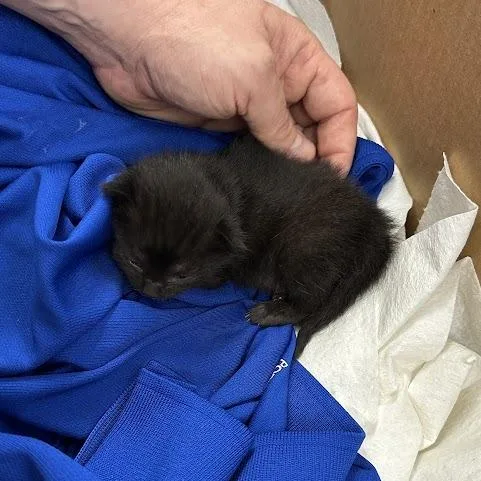 A baby small-sized female Black Domestic Short Hair cat named Noodle for adoption in Oak Ridge, TN