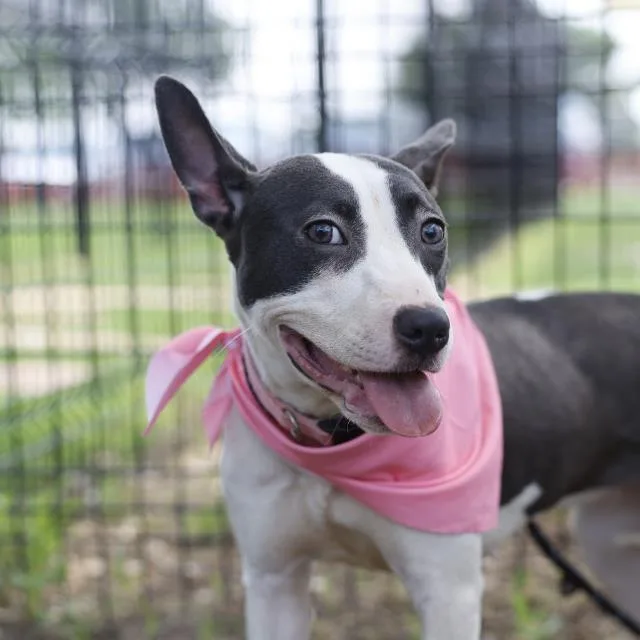 A young medium-sized female American Staffordshire Terrier dog named Nube for adoption in San Antonio, TX