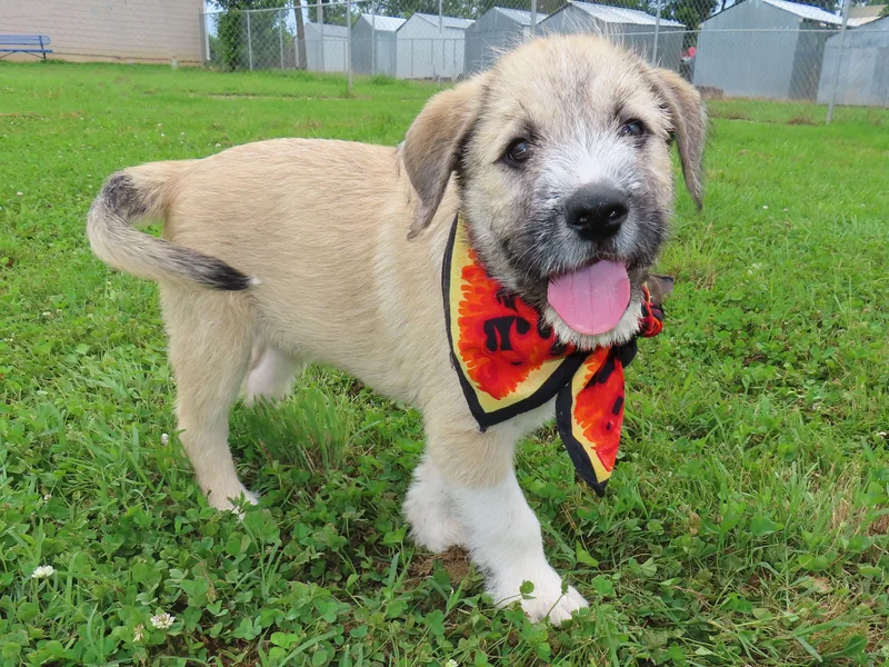 A baby medium-sized male Border Terrier dog named Huck Cc for adoption in Rogers, AR