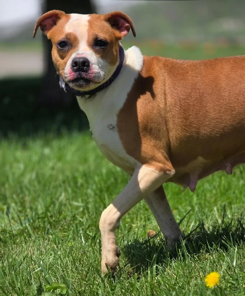 An adult medium-sized female Beagle dog named Sophie for adoption in Huntington, IN