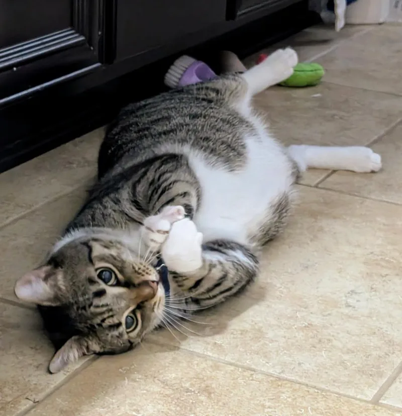 A young medium-sized male Domestic Short Hair cat named Carl for adoption in Evans, GA