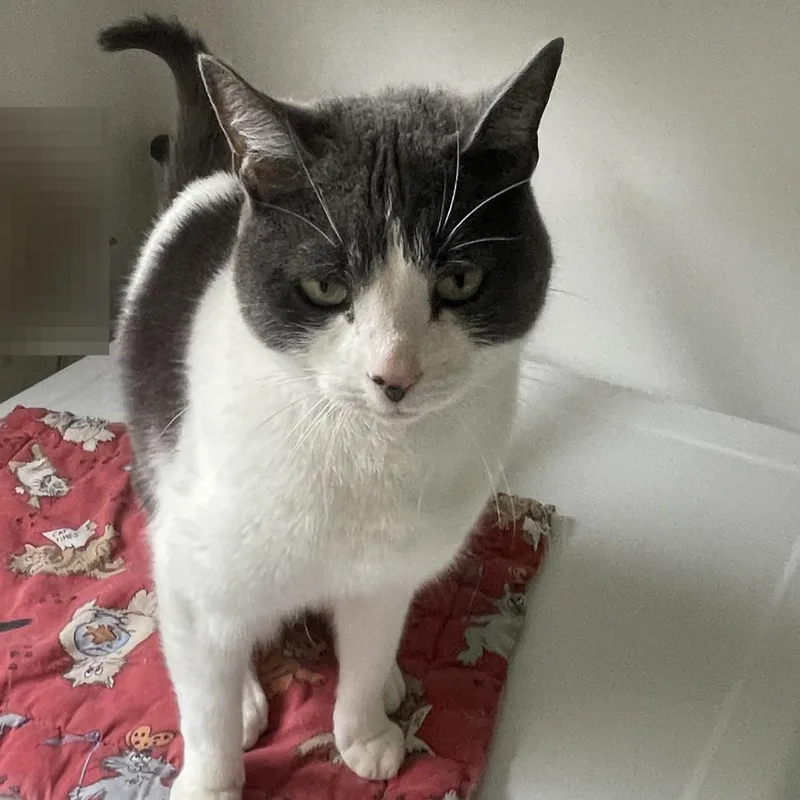 An adult small-sized female Gray / Blue / Silver Domestic Short Hair cat named Cookie for adoption in Durham, NC