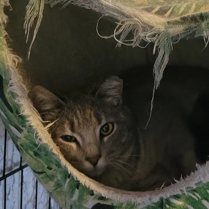 A young medium-sized female Domestic Short Hair cat named Gabby for adoption in Portage, MI