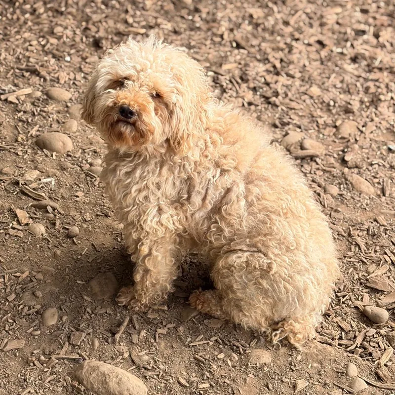 An adult small-sized male Miniature Poodle dog named Leto for adoption in Chico, CA