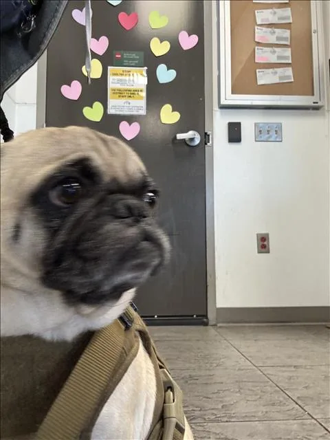 Duke
