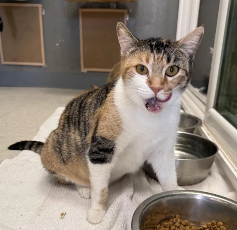 A young small-sized female Domestic Short Hair cat named Thea for adoption in Lemoore, CA