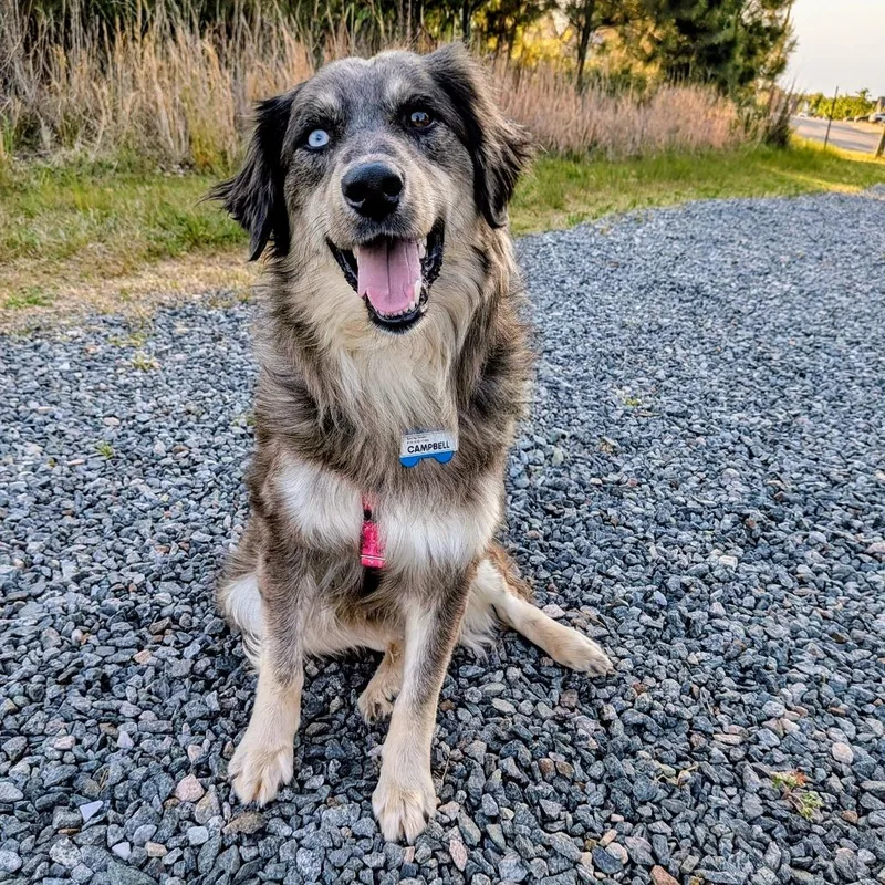 A young medium-sized male Black Australian Shepherd dog named Campbell for adoption in Wake Forest, NC