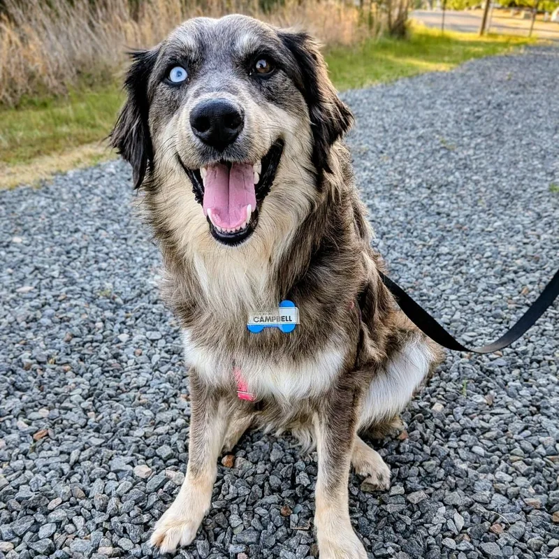 Campbell thumbnail 3