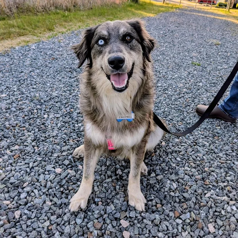 Campbell thumbnail 5