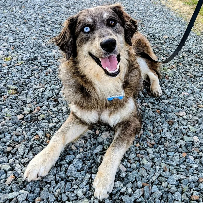 Campbell thumbnail 6