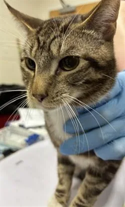 A young medium-sized male Domestic Short Hair cat named Fizz for adoption in Upper Marlboro, MD