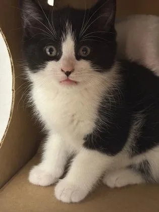 A baby small-sized male Domestic Short Hair cat named Tyson for adoption in West Chester, PA