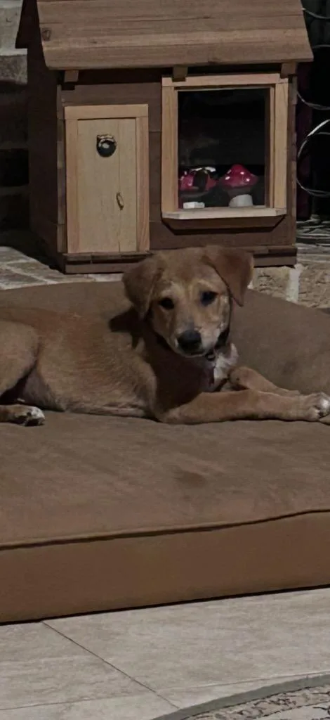 A baby medium-sized male Yellow / Tan / Blond / Fawn Mixed Breed dog named Joey for adoption in CONROE, TX