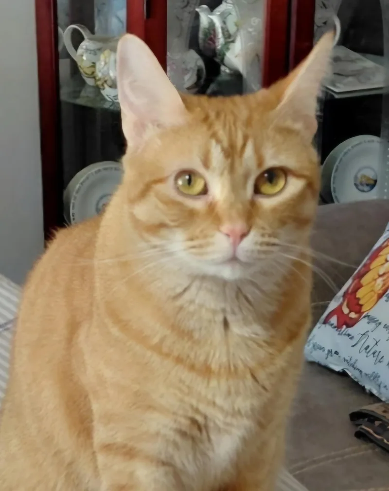An adult medium-sized female Domestic Short Hair cat named Sara for adoption in Centerville, GA