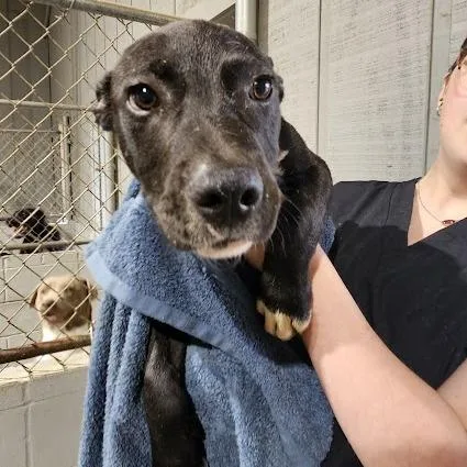 A baby small-sized male Black Labrador Retriever dog named Roscoe for adoption in New York, NY