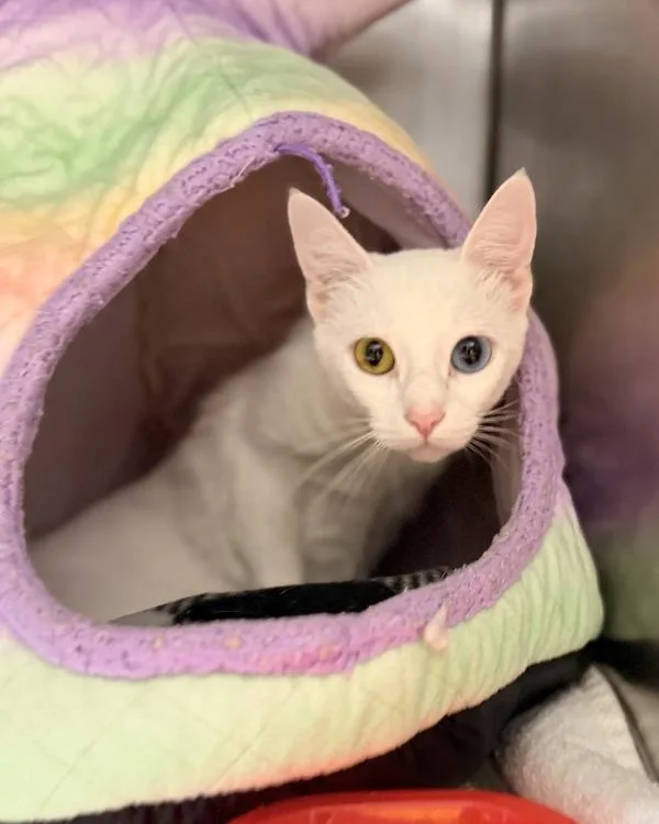An adult medium-sized female Domestic Short Hair cat named Monkee for adoption in Canton, GA