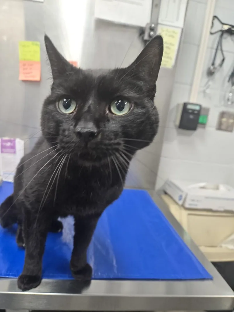 A senior medium-sized male Domestic Short Hair cat named Theodore for adoption in Hagerstown, MD