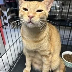 A young medium-sized male Orange / Red Domestic Short Hair cat named Parker for adoption in Phoenix, AZ