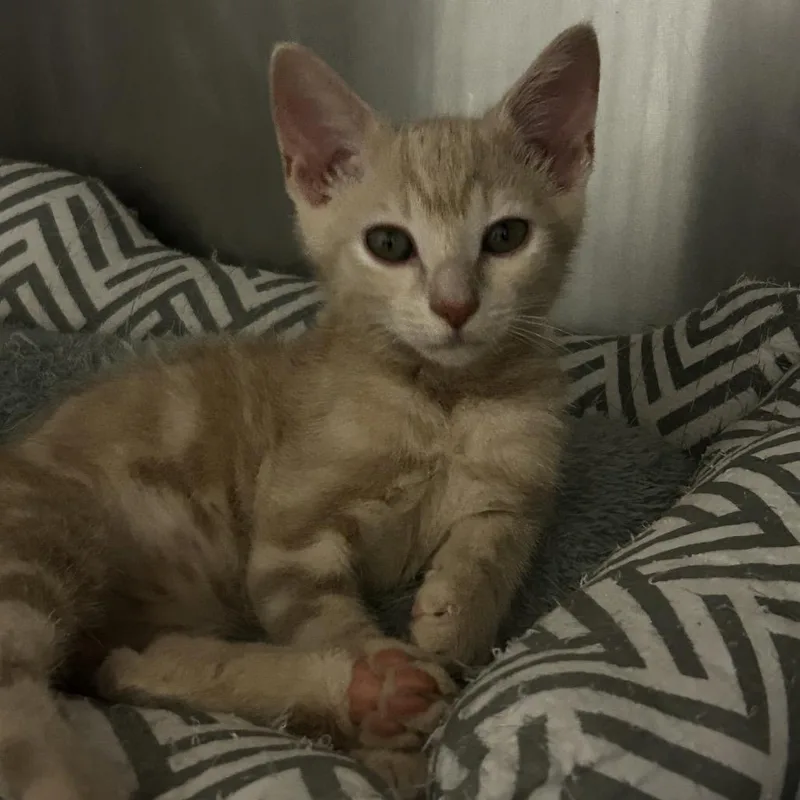 A baby small-sized male Orange / Red Domestic Short Hair cat named Troy for adoption in Spruce Pine, NC