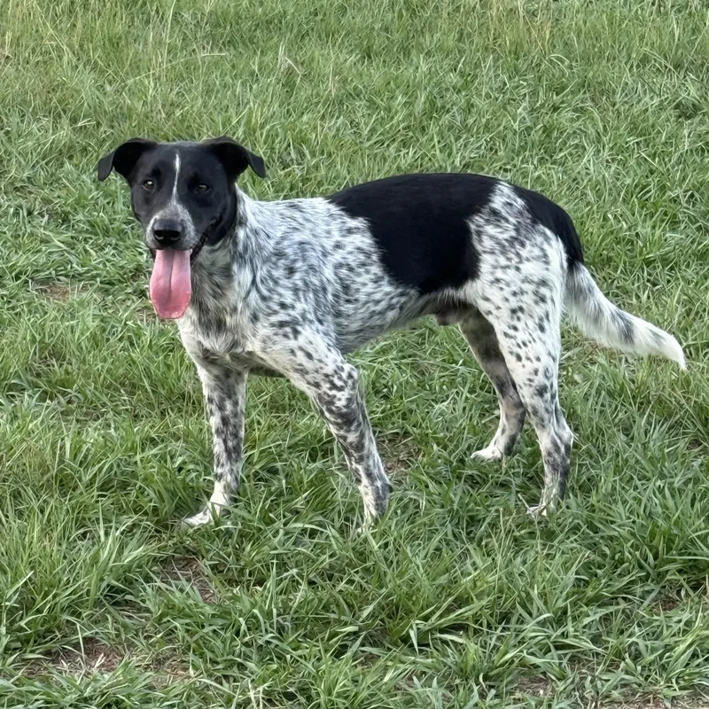 A young medium-sized male Gray / Blue / Silver Australian Cattle Dog / Blue Heeler dog named Tucker for adoption in Mount Hermon, LA