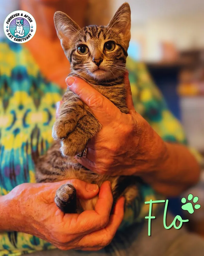 A baby medium-sized female Tabby (Brown / Chocolate) Domestic Short Hair cat named Flo for adoption in Austintown, OH