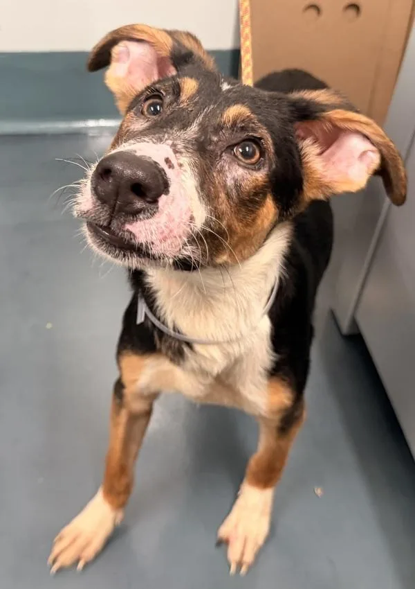 A baby small-sized female Mixed Breed dog named Mossie for adoption in Ridgewood, NY