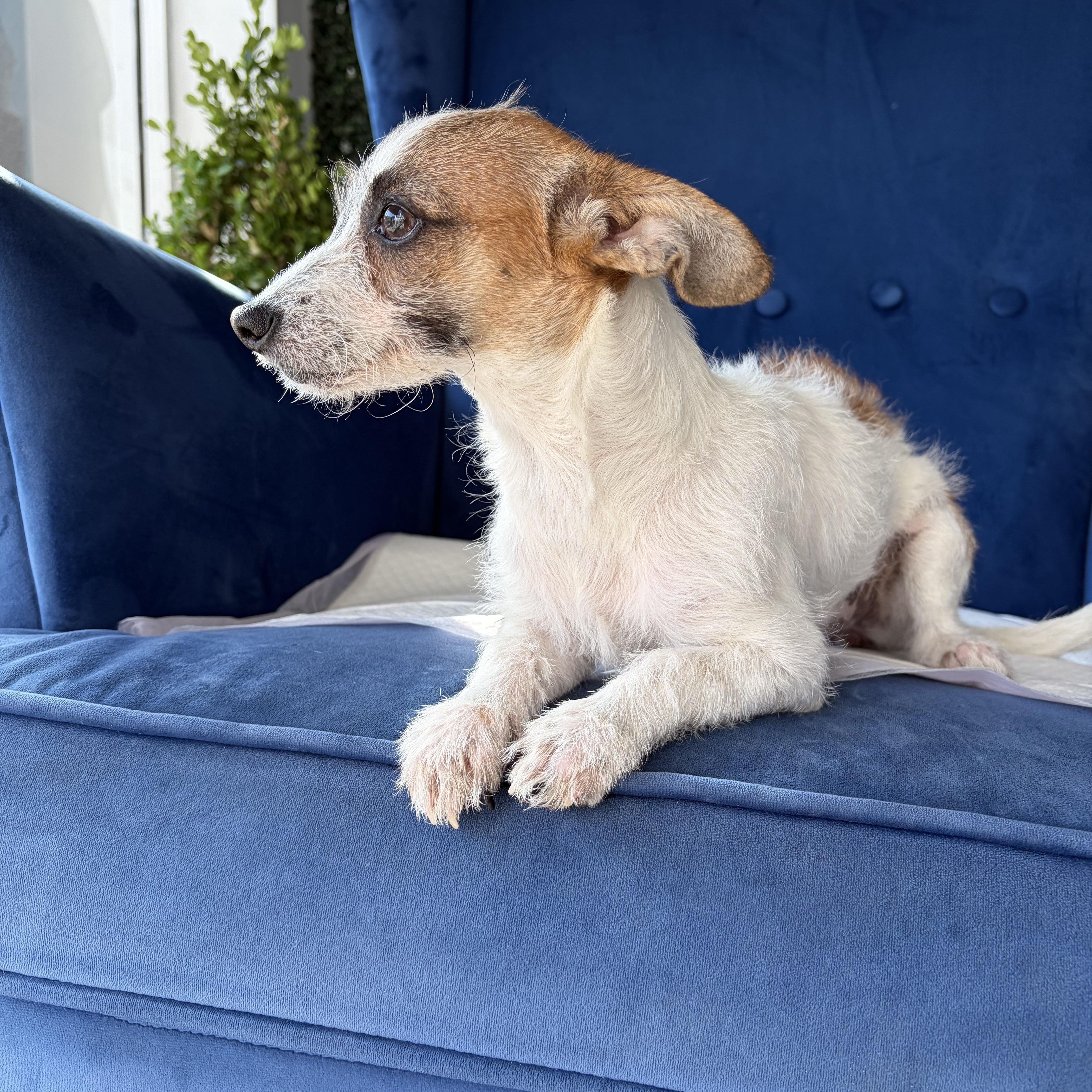A baby small-sized female Bicolor Chihuahua dog named Bitty for adoption in Poway, CA