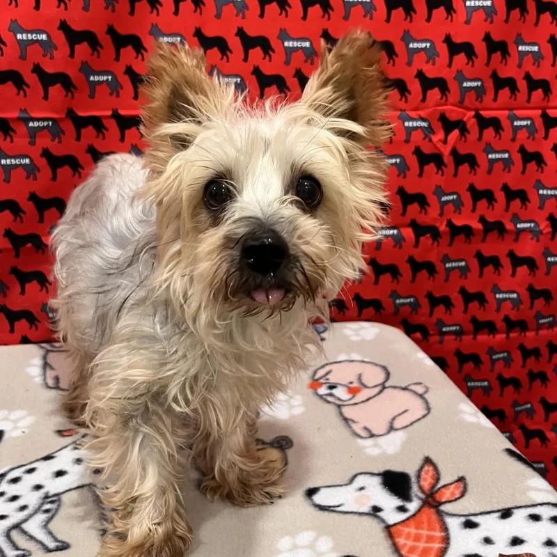A senior small-sized female Yellow / Tan / Blond / Fawn Yorkshire Terrier dog named Megamind for adoption in Washburn, MO