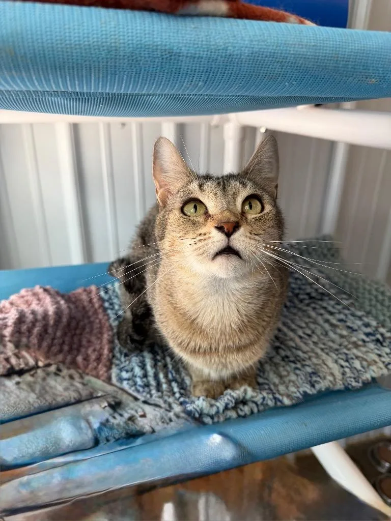 An adult small-sized female Domestic Short Hair cat named Casey herpes Long for adoption in Pierceton, IN