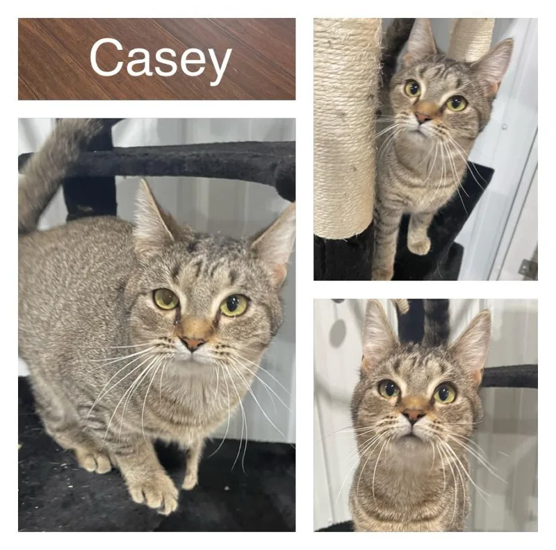Casey herpes  Long thumbnail 3