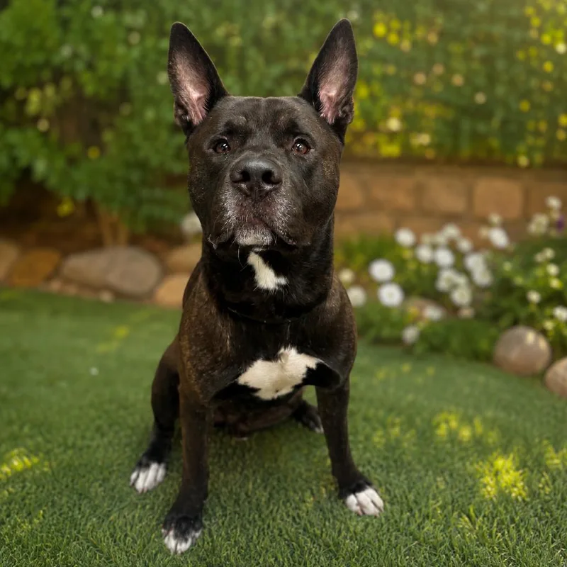 An adult large-sized male Brindle Akita dog named Lucario for adoption in Henderson, NV