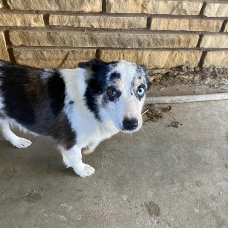 An adult small-sized male Australian Cattle Dog / Blue Heeler dog named Bluey for adoption in Stilwell, OK