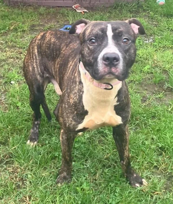 An adult medium-sized male Pit Bull Terrier dog named Scooby Doo for adoption in Millersville, MD