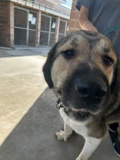 An adult large-sized male German Shepherd Dog dog named Dante for adoption in Savannah, GA