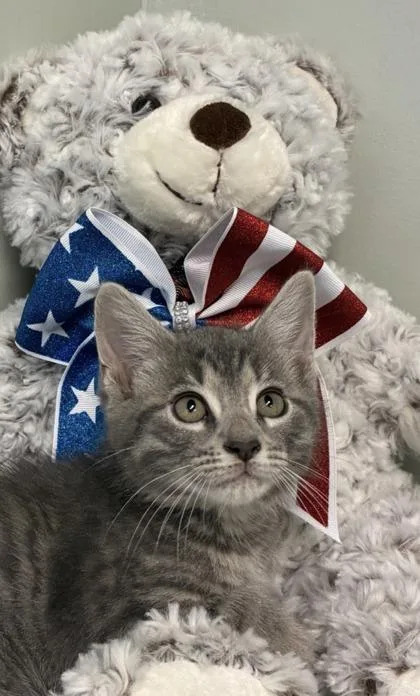 A baby medium-sized male Domestic Short Hair cat named Bruno for adoption in Picayune, MS