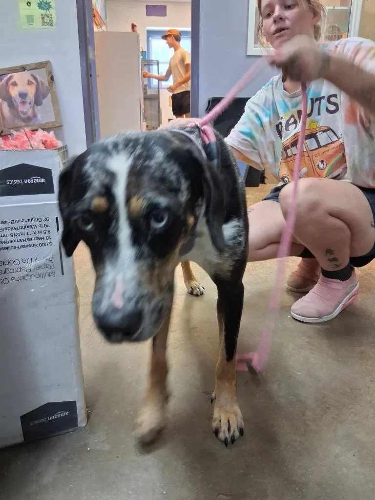 A young large-sized female Hound dog named Ziva for adoption in Brownwood, TX