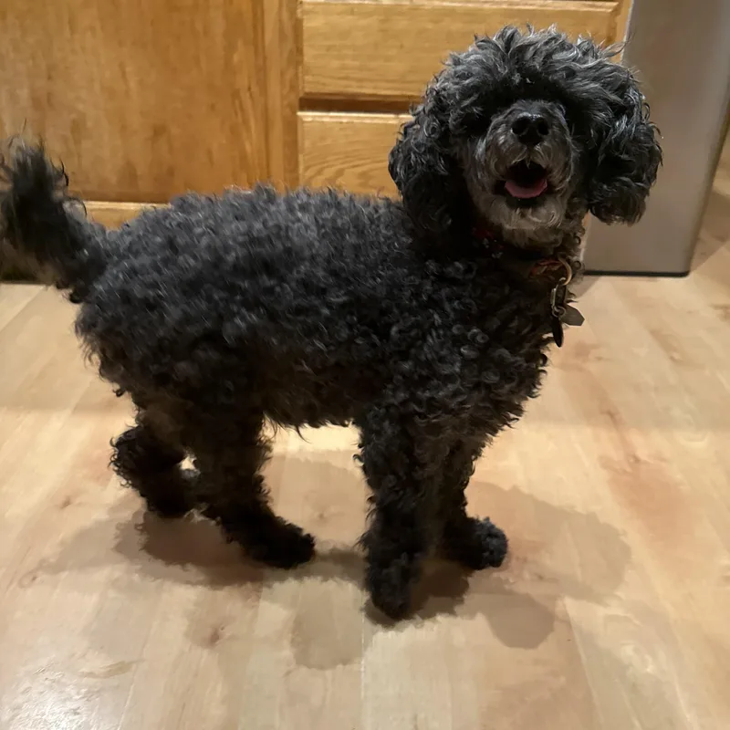 A senior small-sized female Black Miniature Poodle dog named Sophie for adoption in Holland, MI