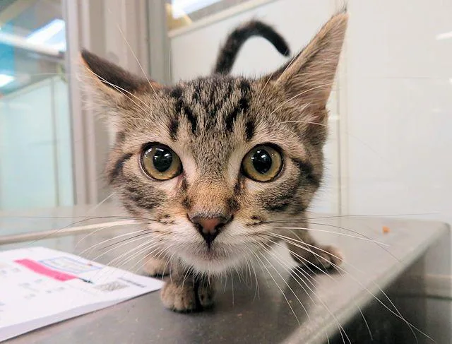 A baby small-sized female Domestic Short Hair cat named Potato for adoption in Oklahoma City, OK