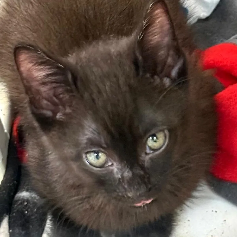 A baby small-sized male Black Domestic Short Hair cat named Apple Juice for adoption in Chicago, IL