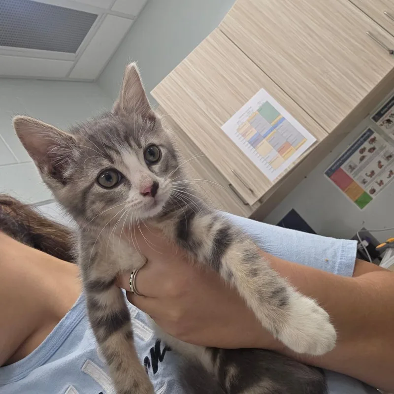 A baby small-sized male Gray / Blue / Silver Domestic Short Hair cat named Dragon for adoption in Chattanooga, TN