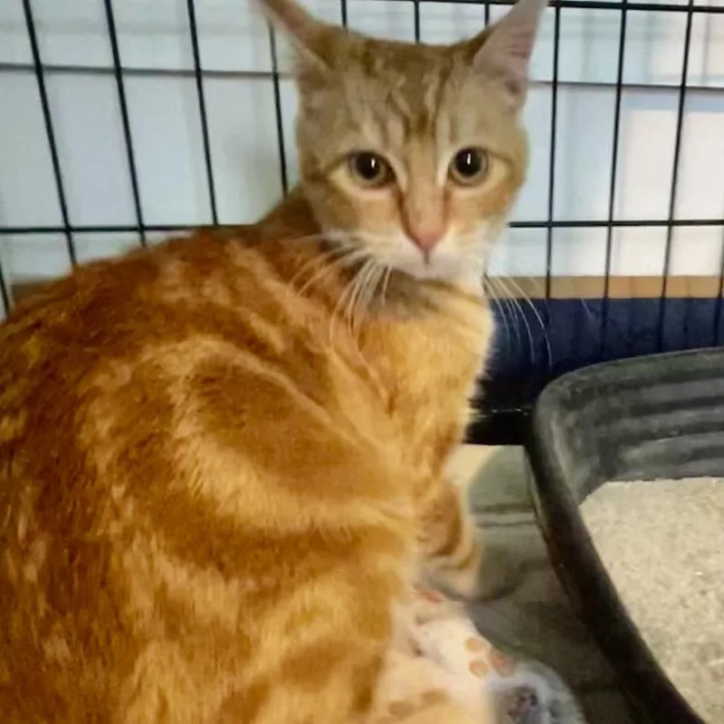 A baby small-sized female Orange / Red Domestic Short Hair cat named Wendy for adoption in Othello, WA