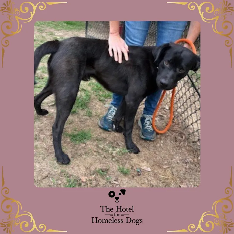 An adult large-sized female Black Labrador Retriever dog named Noodle for adoption in Cumberland, RI