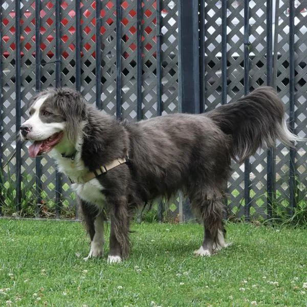 An adult large-sized male Pit Bull Terrier dog named Blue for adoption in Dublin, CA