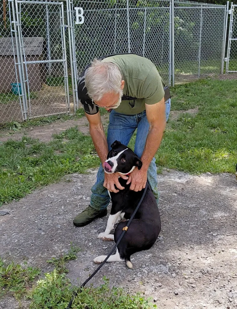 An adult medium-sized male Australian Cattle Dog / Blue Heeler dog named Chance for adoption in Hinton, WV