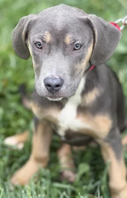A baby large-sized female Cane Corso dog named Alice for adoption in Malvern, PA