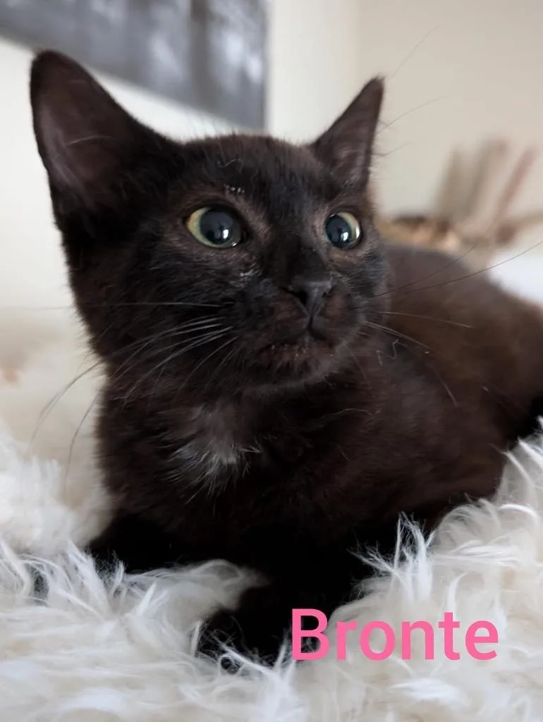 A young small-sized female Domestic Short Hair cat named Mavis for adoption in Leonardtown, MD