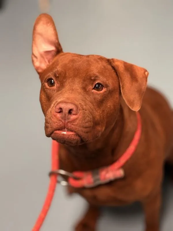 An adult large-sized female Mixed Breed dog named Munchkin for adoption in Ridgewood, NY