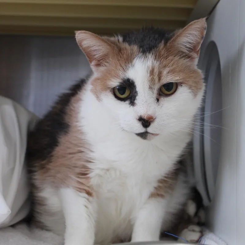 A senior large-sized female Calico Domestic Short Hair cat named Chloe for adoption in Roanoke, VA