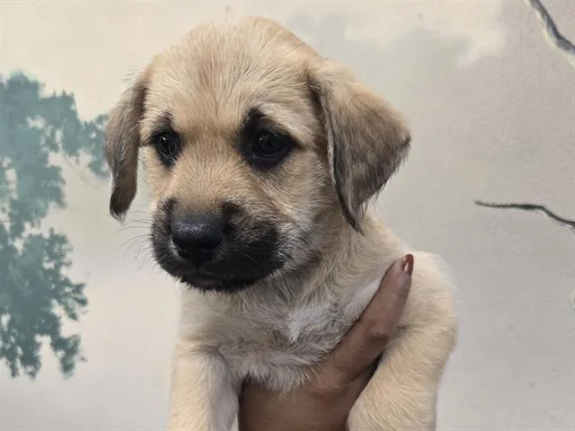 A baby small-sized female Shepherd dog named Lilly for adoption in Palo Alto, CA